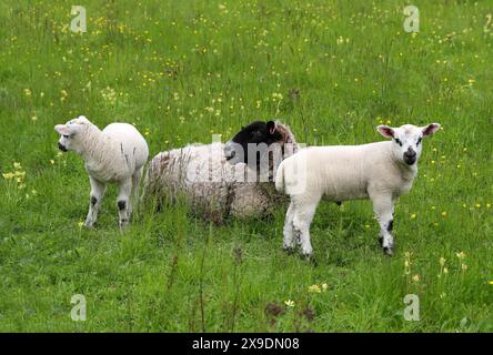 Schwarzes Schaf-Ewe mit zwei Lämmern, Ovis aries, Bovidae. Das Blackface oder Scottish Blackface ist eine britische Schafrasse. Stockfoto