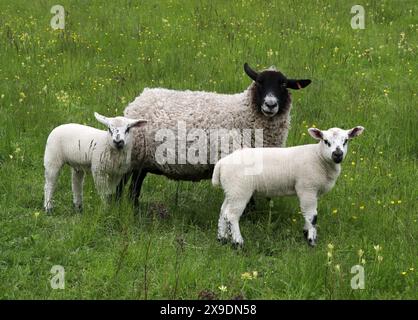 Schwarzes Schaf-Ewe mit zwei Lämmern, Ovis aries, Bovidae. Das Blackface oder Scottish Blackface ist eine britische Schafrasse. Stockfoto