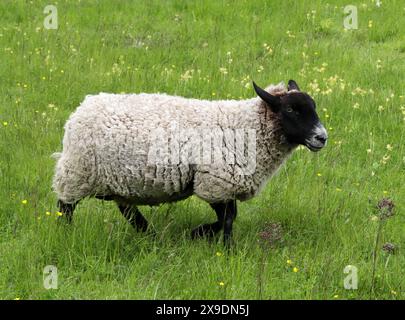 Schwarzes Schaf Ewe, Ovis aries, Bovidae. Das Blackface oder Scottish Blackface ist eine britische Schafrasse. Stockfoto