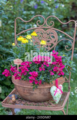 Rote nemesia, gelbe Strohblume und Sanvitalia im Terrakotta-Topf auf Gartenstuhl Stockfoto