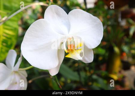 Mondorchideenblume oder Phalaenopsis amabilis aus nächster Nähe. Stockfoto
