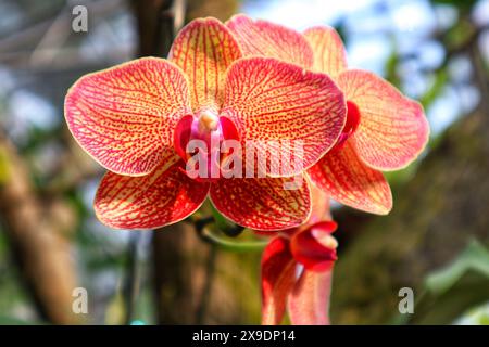 Nahaufnahme der rotorangen phalaenopsis-Orchidee mit Nahsicht. Stockfoto