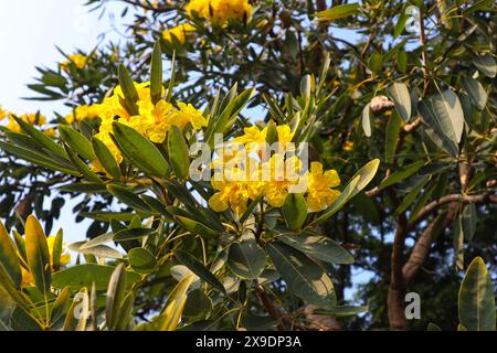 Gelbe Tabebuya (Handroanthus chrysotrichus), Trompetenbaum, weil seine Blüten wie Trompeten geformt sind. Stockfoto