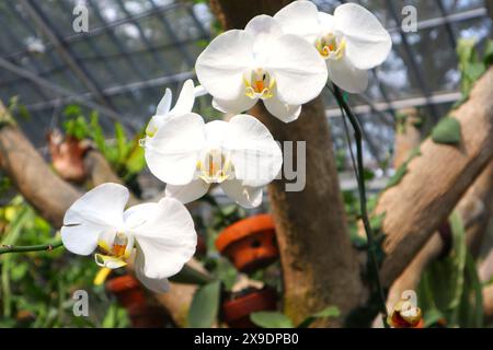 Mondorchideenblume oder Phalaenopsis amabilis aus nächster Nähe. Stockfoto