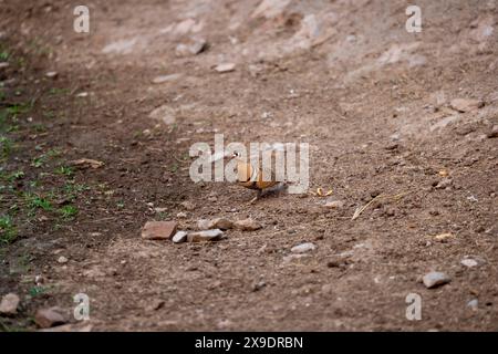 Wildmännchen bemalte Sandhühner oder Pterocles indicus Vögel in der Sommersaison Safari im Nationalpark oder Waldtiger Naturschutzgebiet indien asien Stockfoto