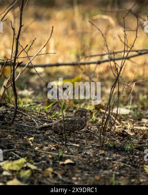 Savanna Nightjar Franklins Nightjar Caprimulgus affinis gut getarnter Nachtvogel, der sich auf den Straßen des natürlichen grünen Panna-Nationalparks niederschlägt Stockfoto