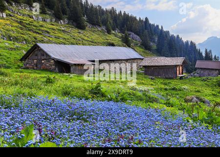 Pflanzenvielfalt auf dem Alpenberg im Sommer mit einem großen Fleck von vergessenen blauen Blüten im Vordergrund - Fokussierung für scharfe Vorgrundlagen Stockfoto