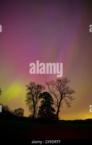 Sihouette einer Gruppe von Bäumen mit der Aurora Borealis oben. County Durham, England, Großbritannien. Stockfoto