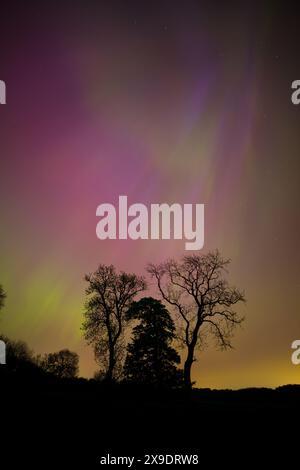 Sihouette einer Gruppe von Bäumen mit der Aurora Borealis oben. County Durham, England, Großbritannien. Stockfoto