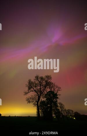 Sihouette einer Gruppe von Bäumen mit der Aurora Borealis oben. County Durham, England, Großbritannien. Stockfoto