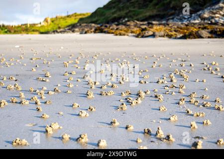 Blasen Sie Lugworm Poo an der Westküste Irlands - Arenicola Marina. Stockfoto