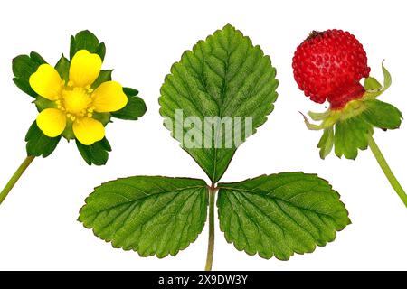 Blüten, Blätter und Früchte einer Duchesnea indica oder Potentilla indica, isoliert auf weißem Hintergrund, auch bekannt als Scheinerdbeere oder falsche Erdbeere Stockfoto