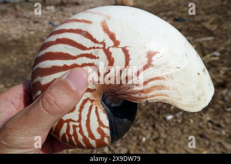 Indonesien Alor - riesige Tiger nautilus Shell in der Hand Stockfoto