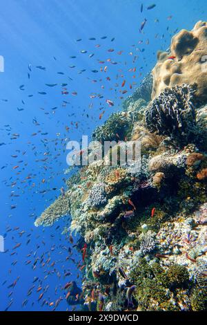 Indonesien Alor Island - Meeresleben Korallenriff mit tropischen Fischen Stockfoto