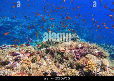 Indonesien Alor Island - Meeresleben Korallenriff mit tropischen Fischen Stockfoto