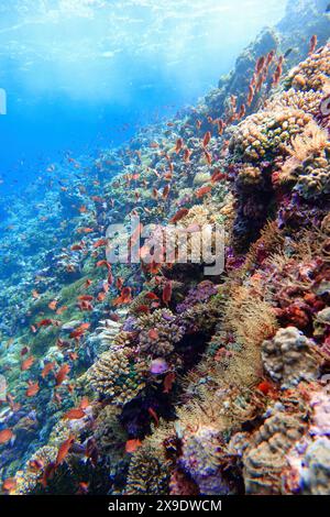 Indonesien Alor Island - Meeresleben Korallenriff mit tropischen Fischen Stockfoto