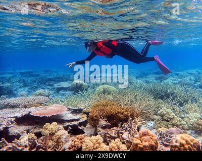 Indonesien Anambas Islands - Frau schnorchelt im Korallenriff Stockfoto