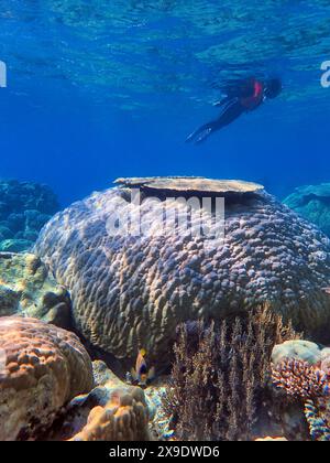 Indonesien Anambas Islands - Frau schnorchelt im Korallenriff Stockfoto