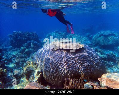 Indonesien Anambas Islands - Frau schnorchelt im Korallenriff Stockfoto