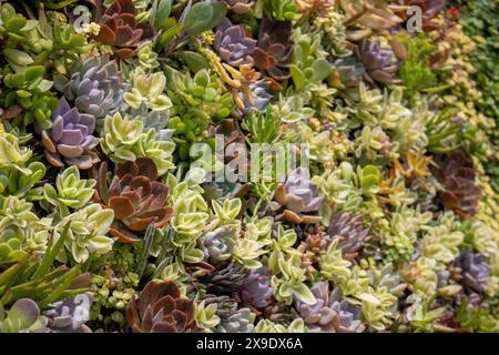 Dichter saftiger Garten mit einer Vielzahl von bunten Pflanzen Stockfoto