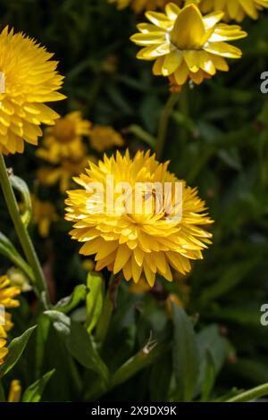 Nahaufnahme hellgelber Blüten in Blüte Stockfoto