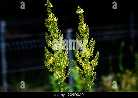 Leuchtend gelbe Blüten der Verbascum densiflorum Pflanze, allgemein bekannt als dicht blühende Königskerze, in einem sonnigen Sommergarten, schöner Blumenrücken im Freien Stockfoto