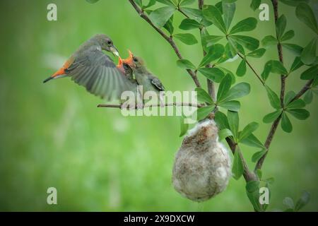 Mutter sunbird füttert die Küken Stockfoto