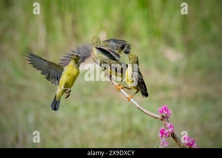 Mutter sunbird füttert die Küken Stockfoto