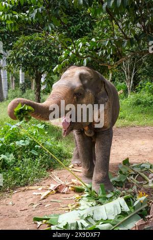 Ein junger Elefant isst Blätter in Thailand. Stockfoto