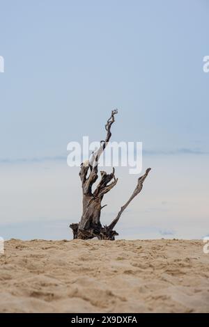 Ein hohes Stück Treibholz liegt an einem einsamen Strand. Stockfoto