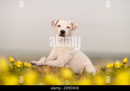 Frühlingsportrait eines Hundes in den seltenen Blüten des Frühlingshundes Stockfoto