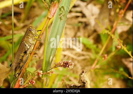 Grüner Heuschrecken, der auf grünem Grasblatt auf dem Feld ruht Stockfoto