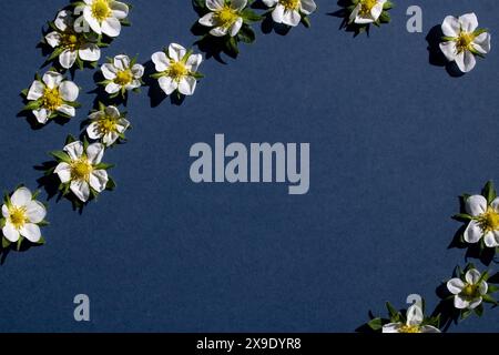 Weiße Blumen auf dunkelblauem Hintergrund mit reichlich Kopie Stockfoto