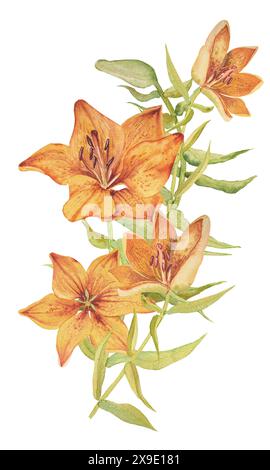 Orangefarbene Lilien Aquarellillustration. Satz von Pflanzenelementen. Handgezeichneter Blumenstrauß von Orangenlilien. Stockfoto