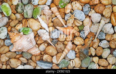 Kleine Muscheln in verschiedenen Größen auf Kieselstein für das Konzept des Strandurlaubs Stockfoto