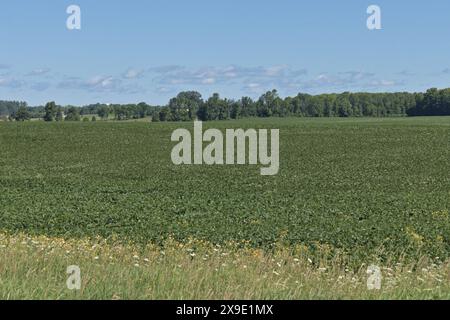 Bauernhof voller Sojabohnen Stockfoto