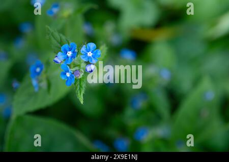 Hübsche blaue Blumen Green Alkanet Plant Pentaglottis sempervirens Evergreen Bugloss wächst in einem Garten in Großbritannien. Stockfoto