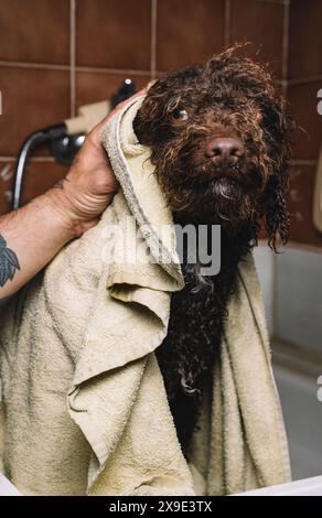 Hund in Handtuch gewickelt nach dem Bad zu Hause. Stockfoto
