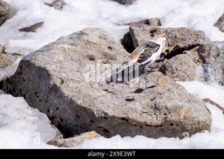 Snow Bunting auf dem Gipfel des Ben Nevis, Schottland, Großbritannien, GB. Europa. Stockfoto