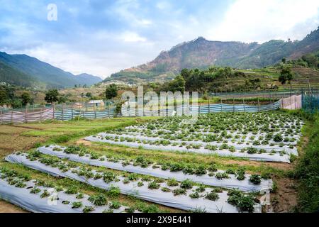 Vattavada ist ein Dorf im Distrikt Idukki im Bundesstaat Kerala an der Grenze zu Tamil Nadu in Indien. Es ist ein landwirtschaftlich geprägtes Dorf, das bekannt ist für seine große Ausdehnung. Stockfoto