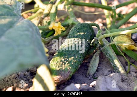 Eine grüne, stachelige Gurke reifte auf den Zweigen eines Busches im Garten. Stockfoto