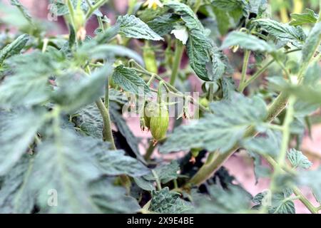 Grüne Tomaten Reifen an den Zweigen eines Tomatenstrauchs. Stockfoto