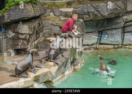 Seelöwenfütterung, Zoo, Binningerstraße, Basel, Schweiz *** Seelöwenfütterung, Zoo, Binningerstraße, Basel, Schweiz Stockfoto