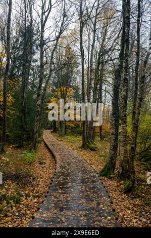 Holzsteg im Schwarzen Moor in Rhoen, Bayern, Deutschland, im Herbst nach Regen Stockfoto