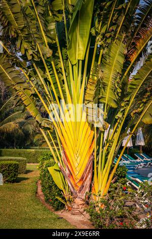 Ravenala madagascariensis, gemeinhin bekannt als der Travellerbaum auf einem Rasen in einem Hotelresort in Mexiko Stockfoto