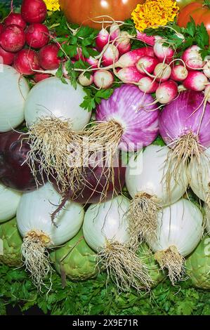 Eine Vielzahl von frischem und farbenfrohem Gemüse in Reihen, darunter weiße und violette Zwiebeln, rote Radieschen, grünes Blattgemüse und mehrfarbige Stockfoto