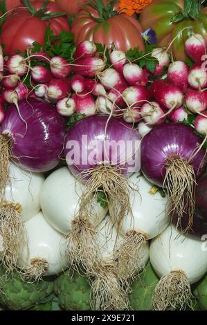 Das Bild zeigt eine Vielzahl von frischem Gemüse in Reihen. Es gibt weiße und violette Zwiebeln mit sichtbaren Wurzeln, rote Radieschen und grüne Blattvegeta Stockfoto