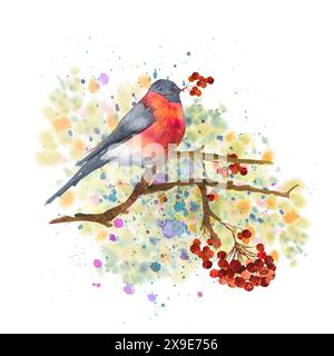Ein Aquarell-Bullfink sitzt auf einem rowan-Zweig. Handgezeichnete Aquarellillustration. Stockfoto