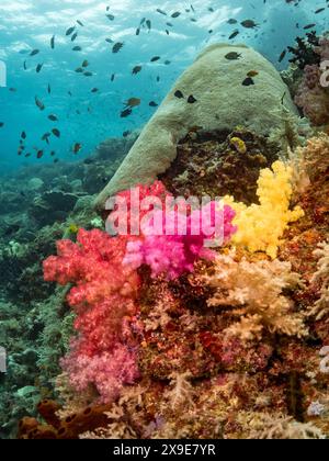 Wunderschöne Weichkorallen und Fische beim Tauchen auf Misool Island, Raja Ampat, Indonesien Stockfoto