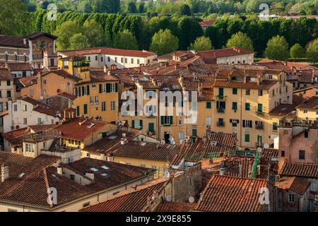 Blick auf die Piazza dell'Anfiteatro in der historischen mittelalterlichen Stadt Lucca in der Toskana an einem sonnigen Tag, vom Guinigi-Turm über den Dächern aus gesehen. Stockfoto